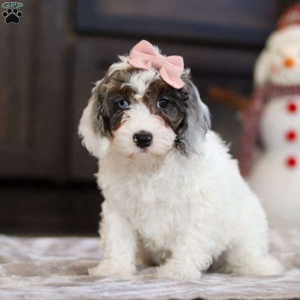 Brinley, Miniature Poodle Puppy